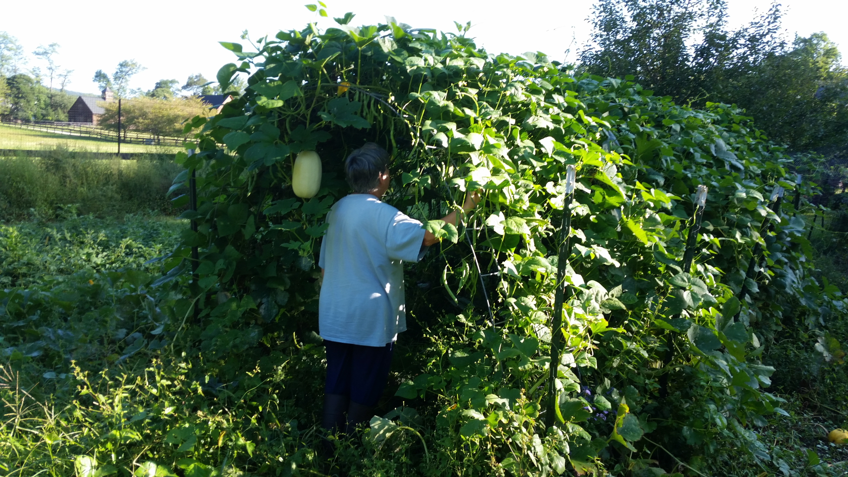 Growing melon and cucmber on an arched arbor
