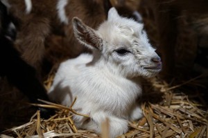 Old Apple Valley Farms on the Loudoun County Farm Tour 2017