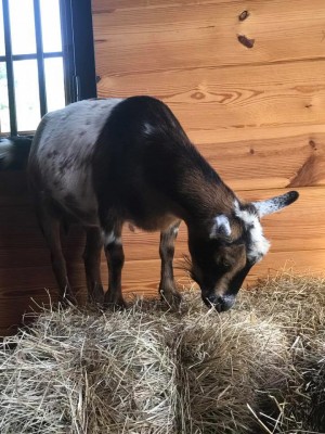 Old Apple Valley Farms on the Loudoun County Farm Tour 2017