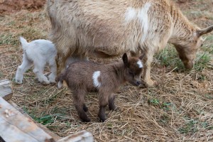 Old Apple Valley Farms on the Loudoun County Farm Tour 2017