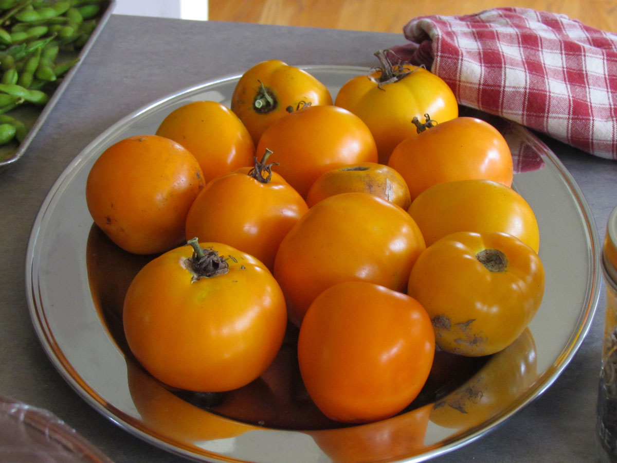 Fresh Local Grown Yellow Tomatoes from Old Apple Valley Farms