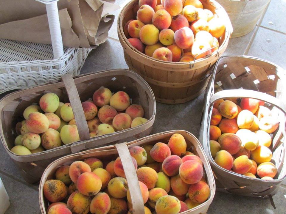 Fresh Peaches