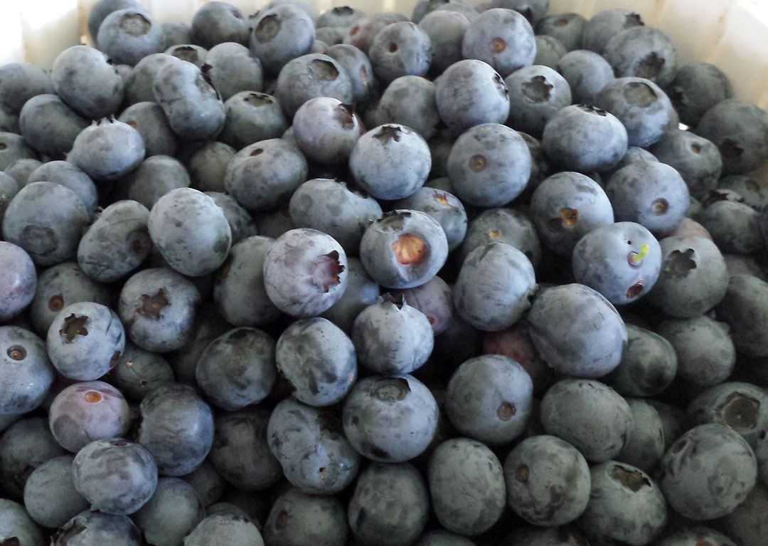 Old Apple Valley Farms Virginia blueberries