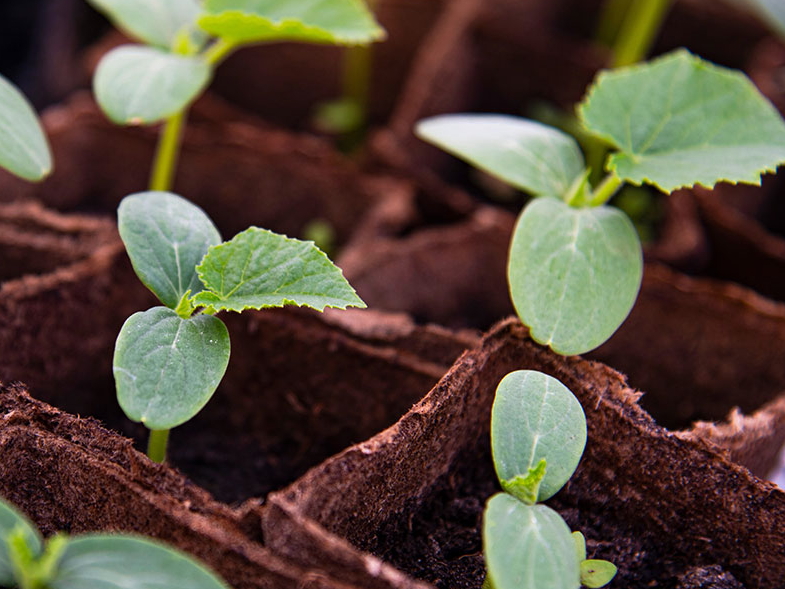 Cucumber Seedling