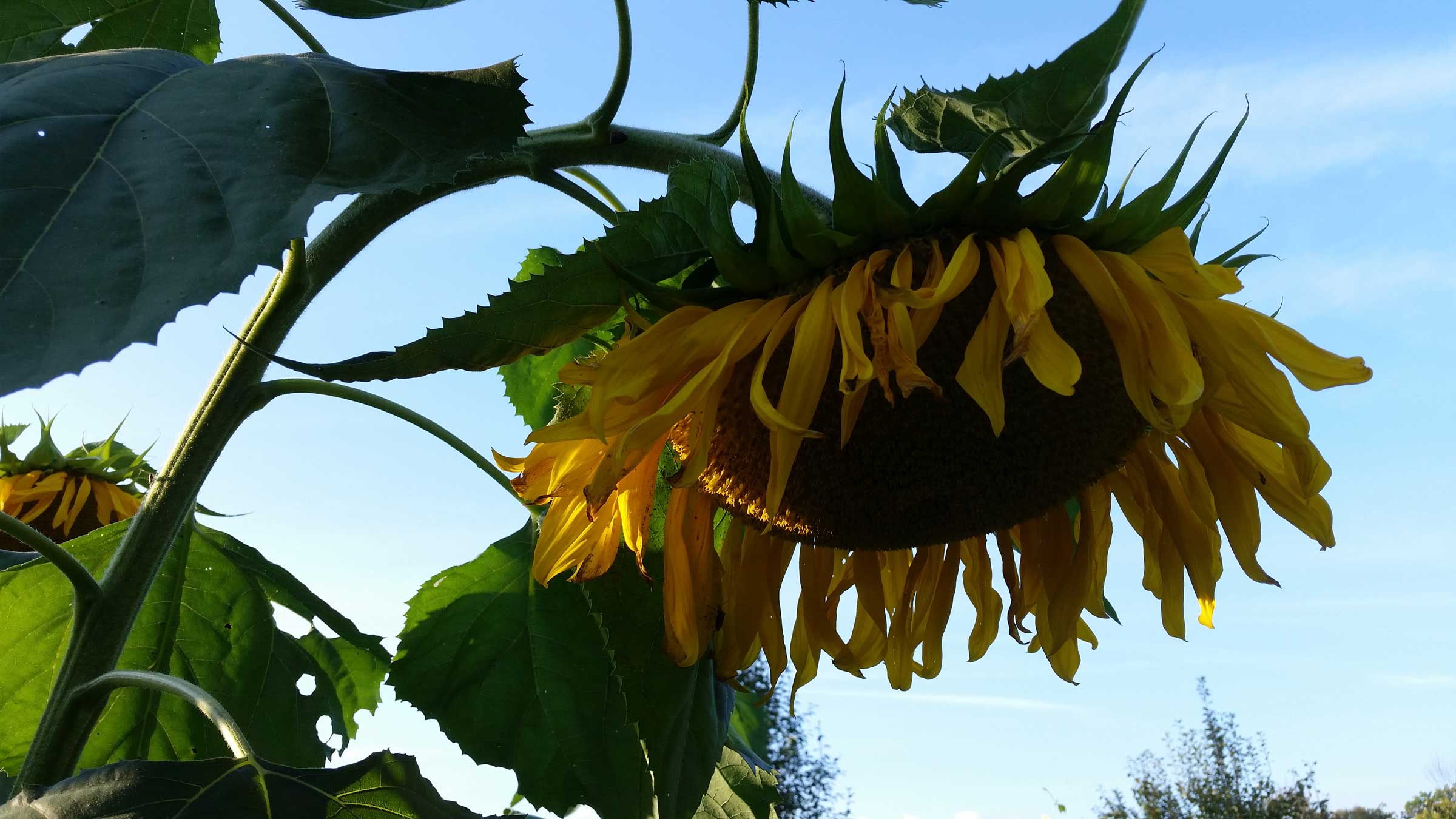 Late day in the sunflower garden at Old Apple Valley Farms