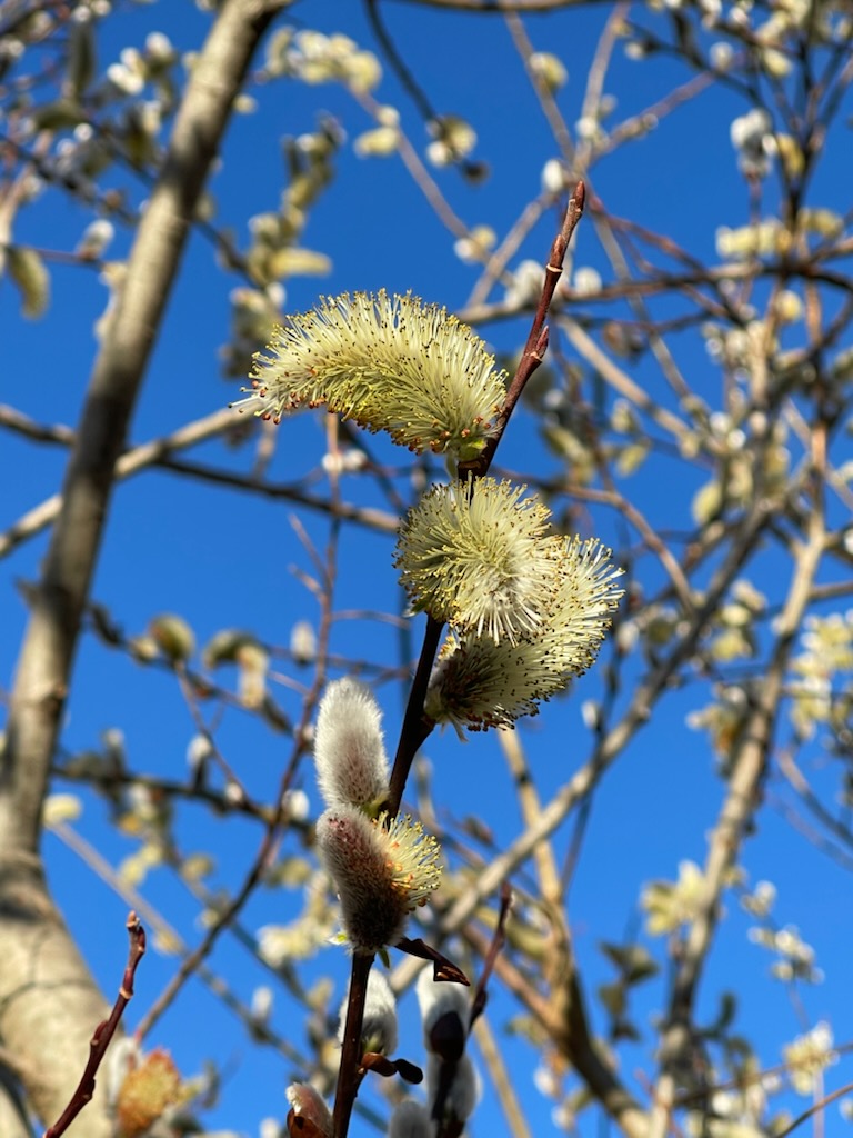 Pussy Willows at Old Apple Valley Farms in Loudoun County VA.