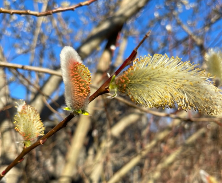 Pussy Willows at Old Apple Valley Farms in Loudoun County VA.