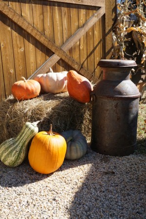 Old Apple Valley Farms on the Loudoun County Farm Tour 2016