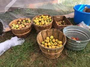 Old Apple Valley Farms on the Loudoun County Farm Tour 2017