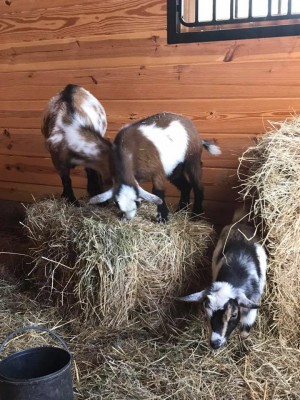 Old Apple Valley Farms on the Loudoun County Farm Tour 2017